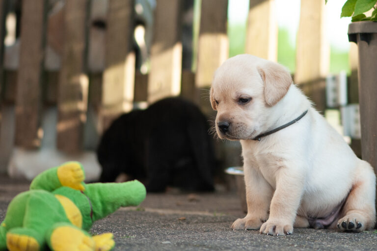 Meyerdogs Labrador Welpen F Wurf 9