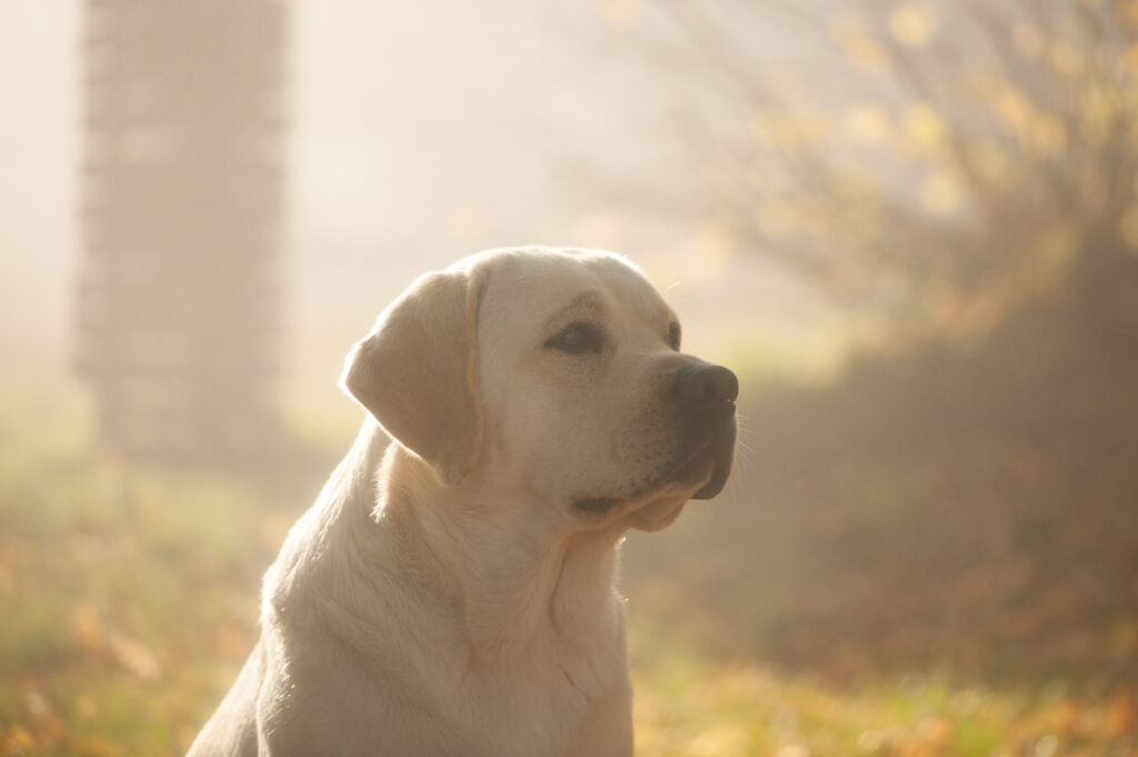 Meyerdogs Labrador retriever Züchter 1 16