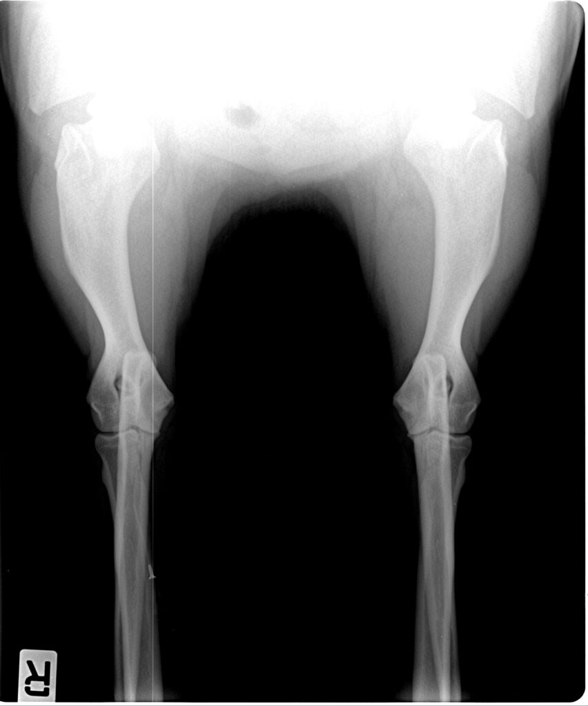 Roentgebilder Gutachten mit 12 Monaten (4)