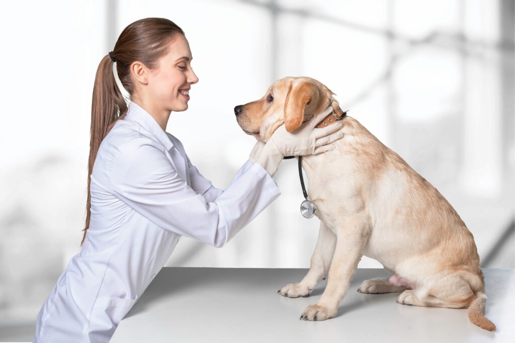 VDH Labrador Zuechter Gesundheit und Genetik