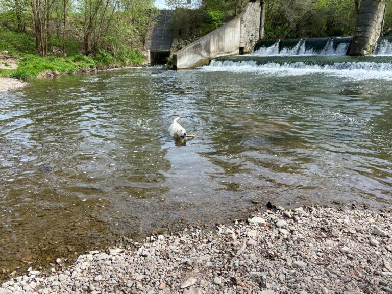 Ehemalige Zuchthunde Northern Lights Fantase Blackflowers