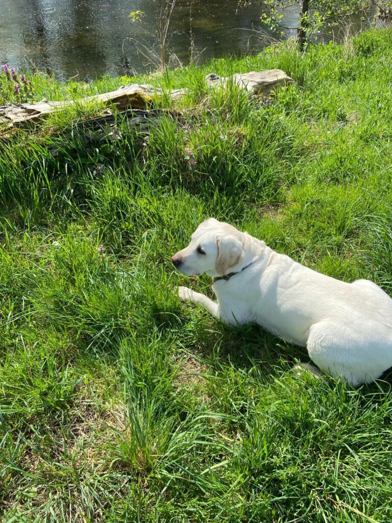 Ehemalige Zuchthunde Northern Lights Fantase Blackflowers