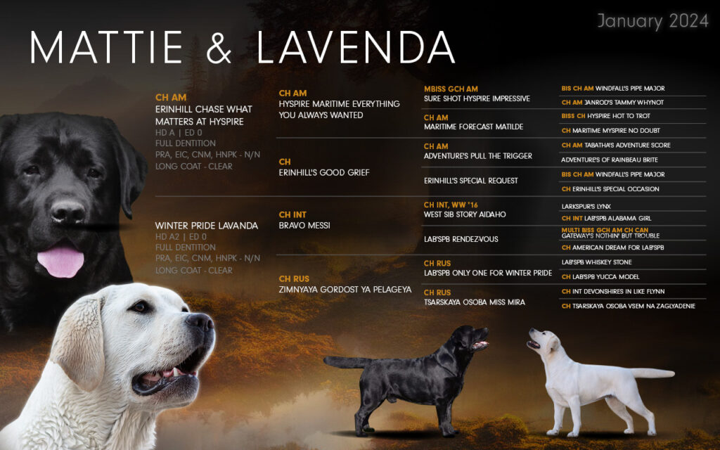 Wurfankuendigung E Wurf Meyerdogs