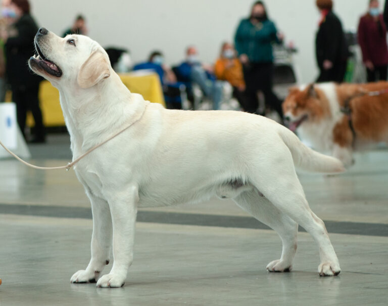 Hit of hit Porsche (5)