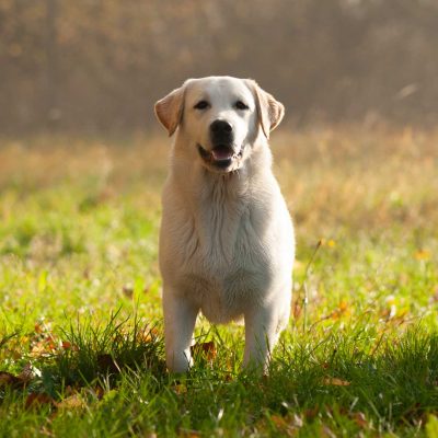 Meyerdogs Labrador Huendin VDH Zucht Stil De Linnet Felicita 8 1.jpg